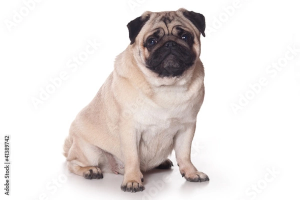Fototapeta Pug dog on white background