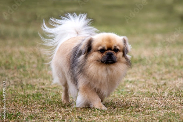 Obraz Tibetan Spaniel