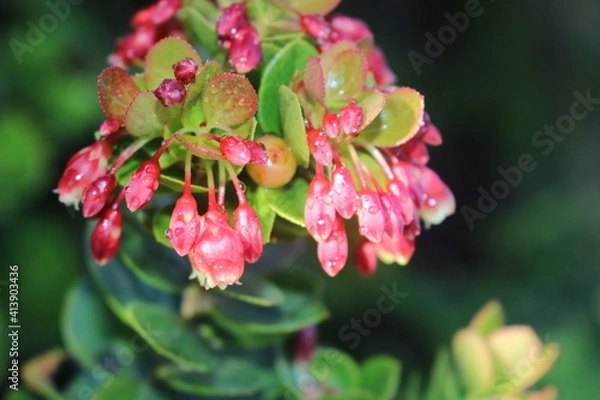 Obraz pink and green