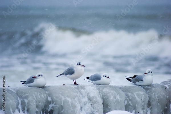 Obraz seagulls on the beach