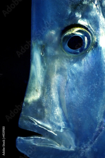 Obraz look down fish