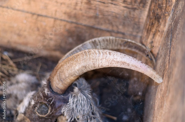Obraz The half-rotted remains of a goat in a wooden box.