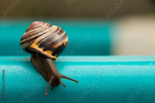 Obraz Snail on Blue