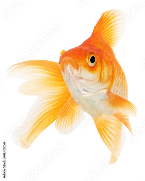 Obraz Goldfish on White