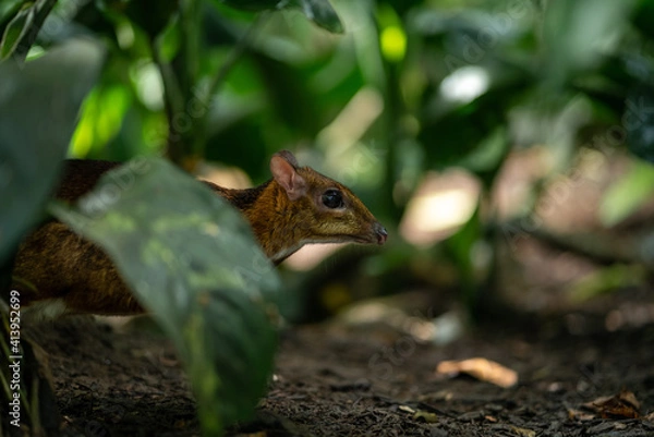 Obraz Lesser Ibdo-Malayan Mouse-deer against green foliage 