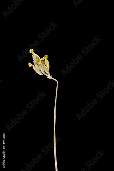 Obraz Dried dead flower isolated on black background. Sample of a flower in oriental style with pastel colors.