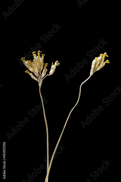 Obraz Dried dead flower isolated on black background. Sample of a flower in oriental style with pastel colors.