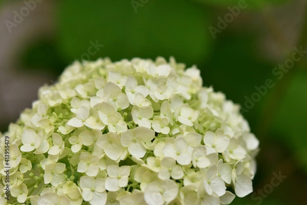 Fototapeta 庭のアナベルの花