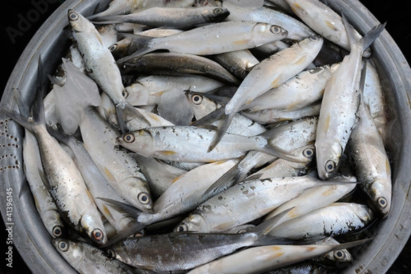 Obraz Frischer Fisch