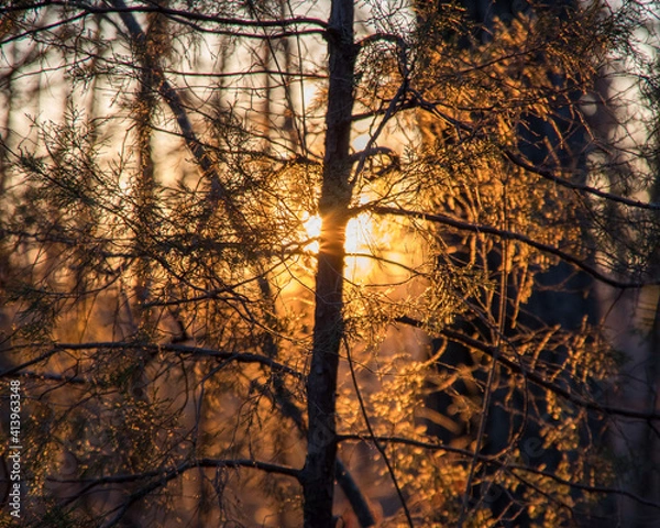 Obraz sunset in the forest