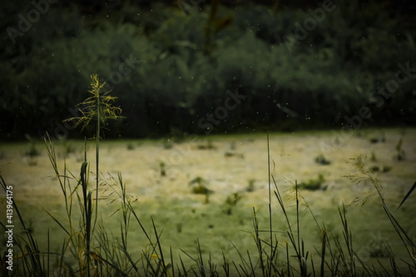 Obraz Rain on The Pond