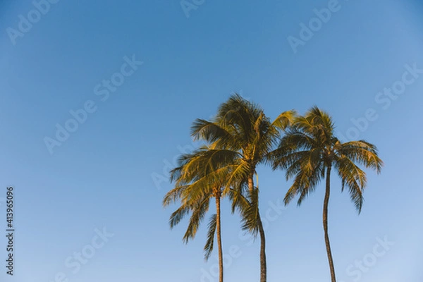 Obraz Kakaako Waterfront Park, Plam Tree silhouette photo at sunset, Honolulu, Oahu, Hawaii. The coconut tree (Cocos nucifera) is a member of the palm tree family (Arecaceae) . 