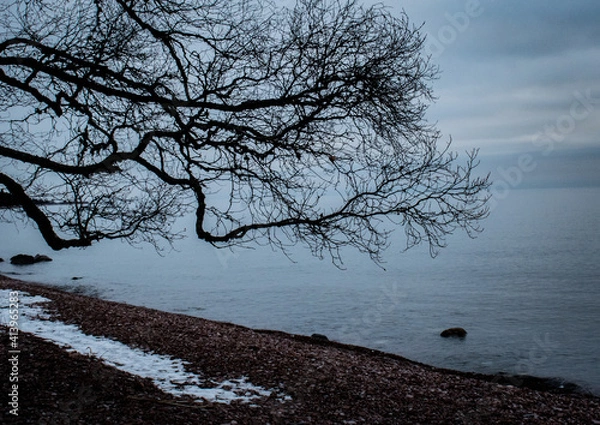 Obraz Birch on the Beach
