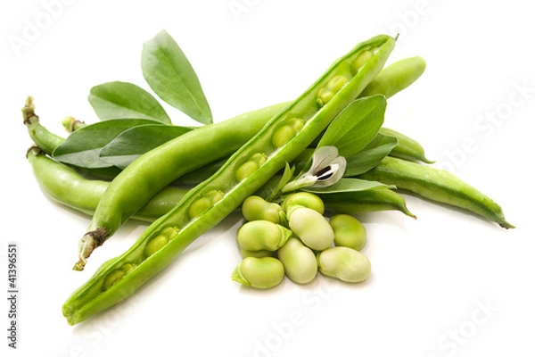 Fototapeta Strąki bobu