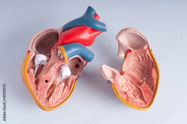Fototapeta Cuore anatomico