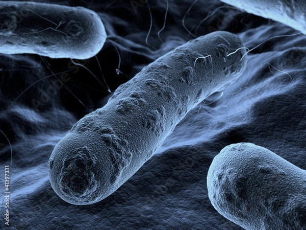 Obraz Bacteria seen under a scanning microscope