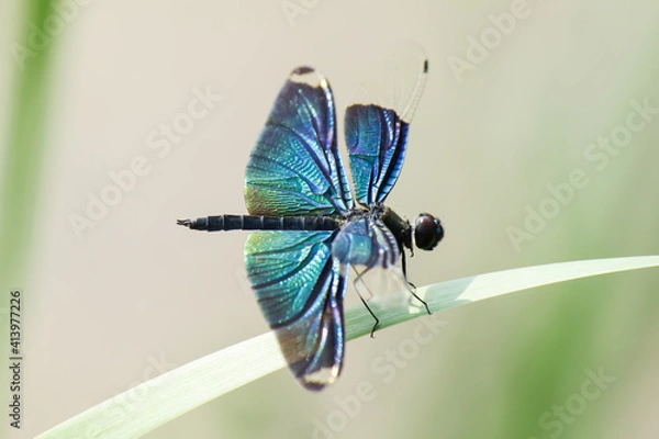 Fototapeta Beautiful colorful dragonfly hold on green blade of grass on blurry background. Beautiful nature scene with dragonfly outdoor.