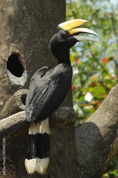 Fototapeta The hornbill or in its scientific name, Buceros bicornis, with a natural background. Wild animal.