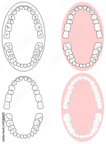 Obraz 正しいきれいな歯並びを上から見た図セット