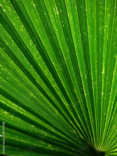 Fototapeta green leaf