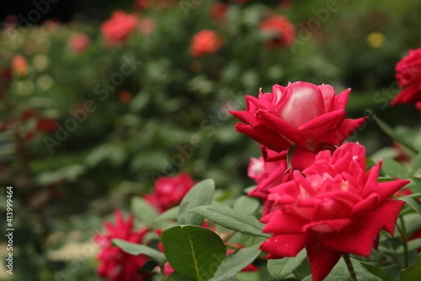 Fototapeta バラ園