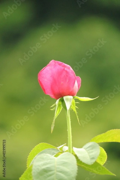 Fototapeta 一輪の薔薇