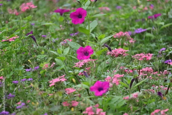 Fototapeta お花畑