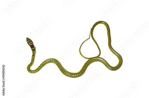 Obraz Dead Chrysopelea ornata green snake isolated on white background.