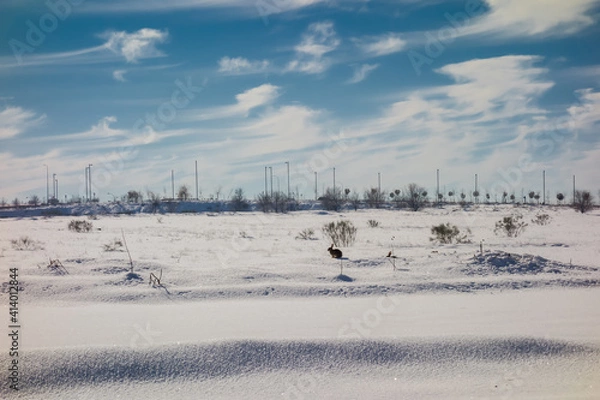Obraz Rabbits looking for food in a snowy and icy field on a cold winter's day.