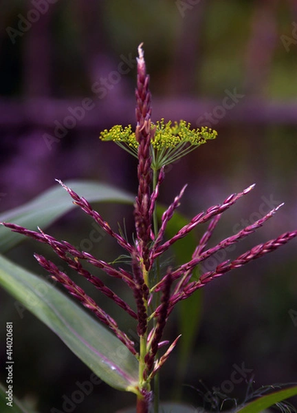 Obraz kwiat kukurydza