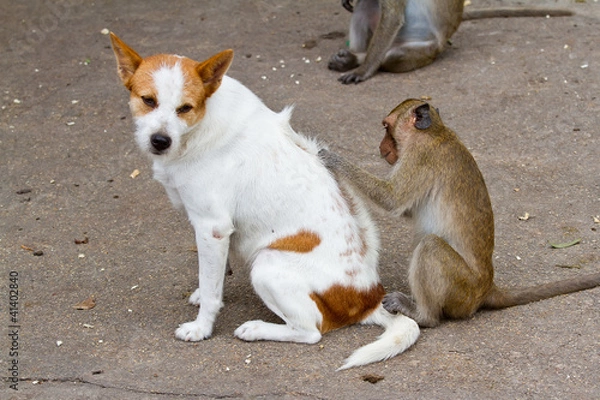Fototapeta Monkeys checking for fleas and ticks in the dog