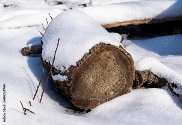 Fototapeta Forgotten tree stump in the snow in winter