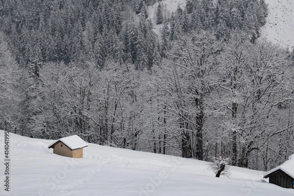 Obraz snow covered trees