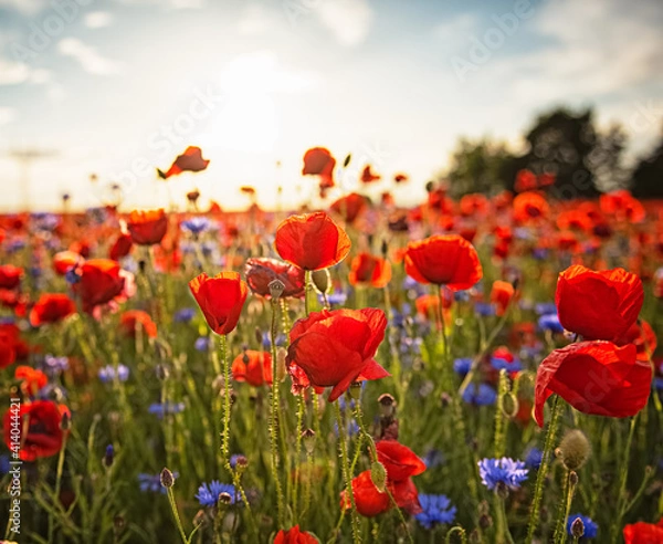 Fototapeta Nice red poppy field in spring