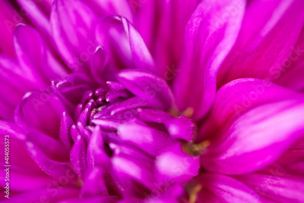 Obraz dahlia_pink_double