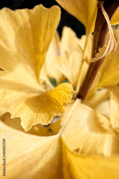 Obraz Ginkgo_Yellow_CloseUp_Upright