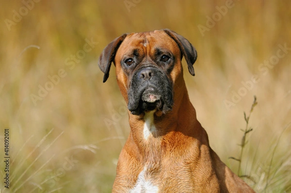 Obraz Boxer Dog portrait