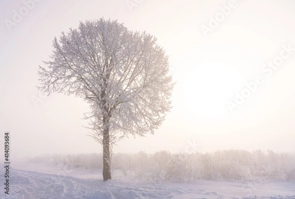 Obraz frozen tree