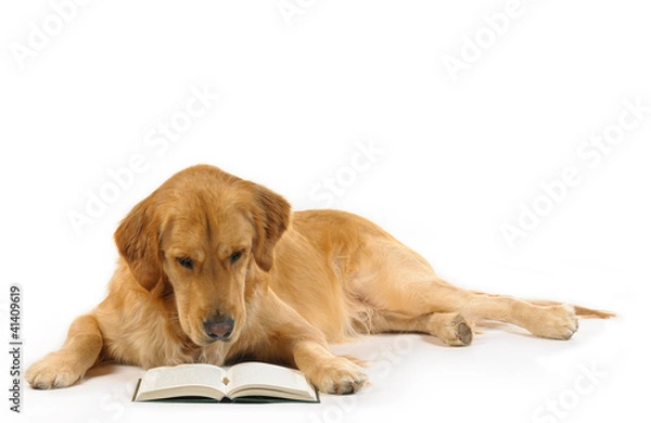 Obraz Golden retriever read a book