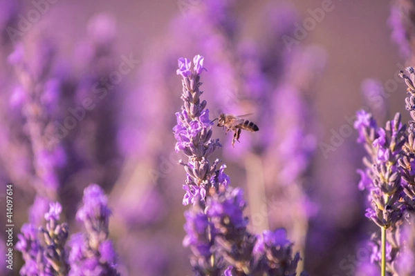 Obraz abeja volando en un campo de lavandas para hacer perfumes y aromas en boutiques, campos de lavanda en valensole, Francia 