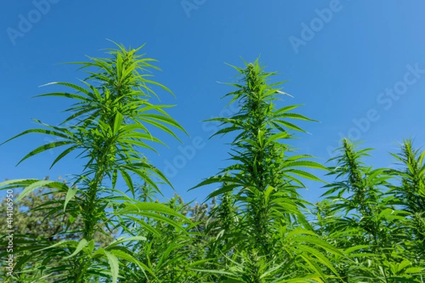 Fototapeta Marijuana bud on the outdoor field