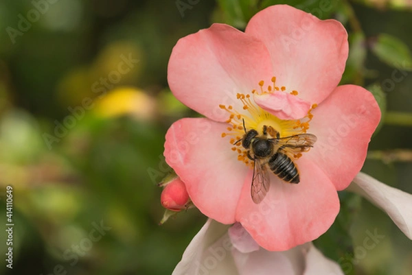 Obraz Leafcutter bee on  pinkOpen Arms rose