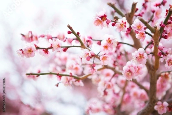 Obraz 통도사의 봄