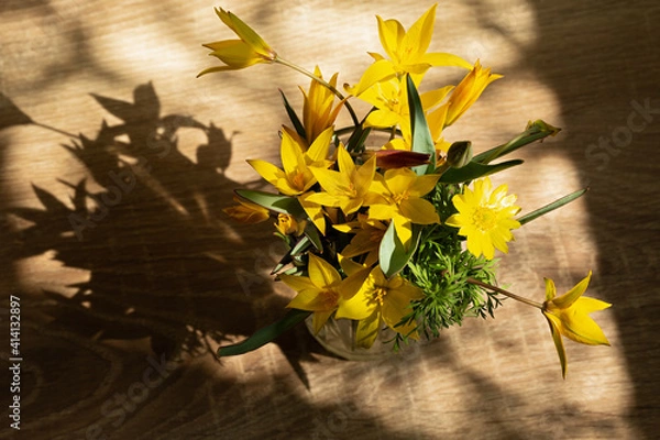 Fototapeta Spring steppe flowers in the rays of sunset light