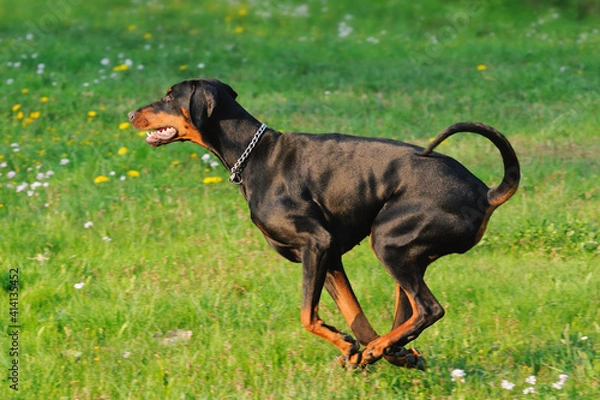 Fototapeta doberman dog runs on the meadow Dobermann
