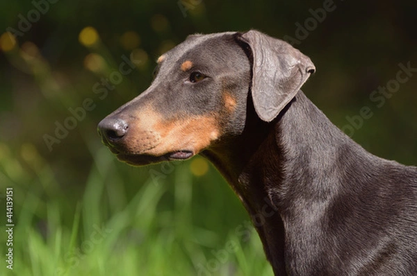 Obraz doberman dog portrait Dobermann