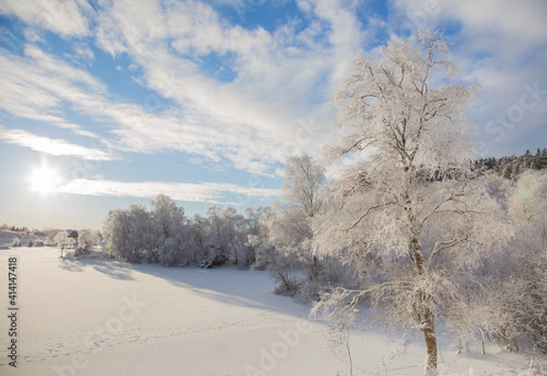 Fototapeta Beautiful  landscape with frozen trees  in winter time 