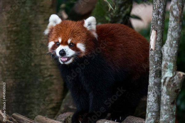 Fototapeta Smiling red panda