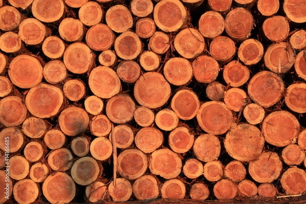 Fototapeta 丸太