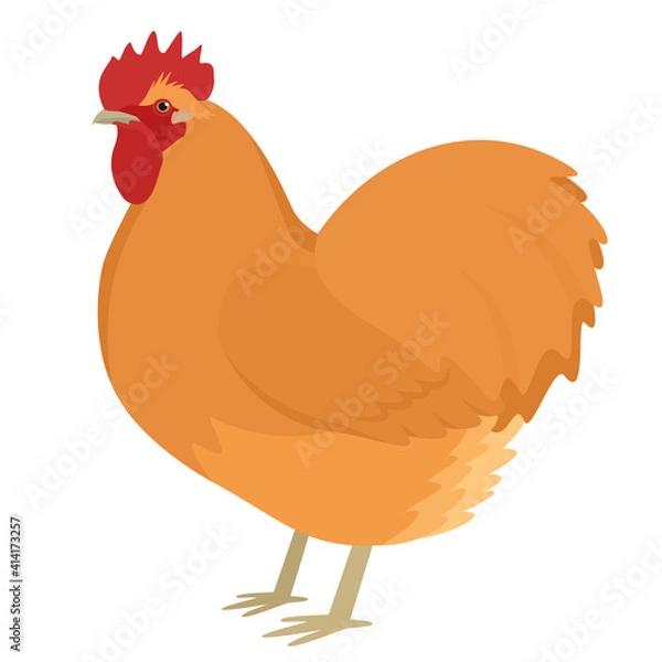Fototapeta Orpington rooster Breed of chickens Vector illustration Isolated object